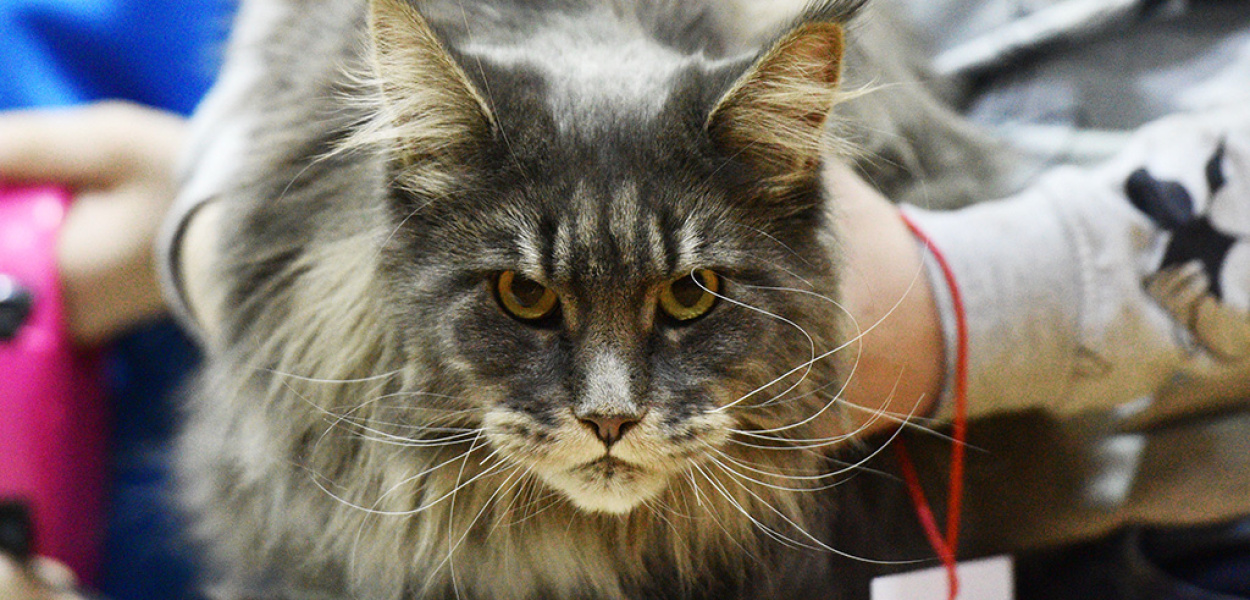 I kudłate, i łaciate, wszystkie jednakowo piękne