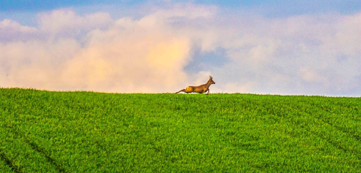 Pogórze Kaczawskie w maju. Fotografie Radosława Siewniaka z Winnicy