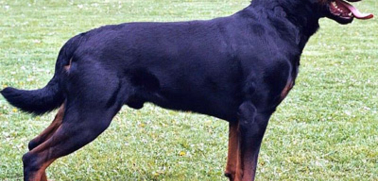 Masz psa rasy agresywnej? Musisz mieć pozwolenie 