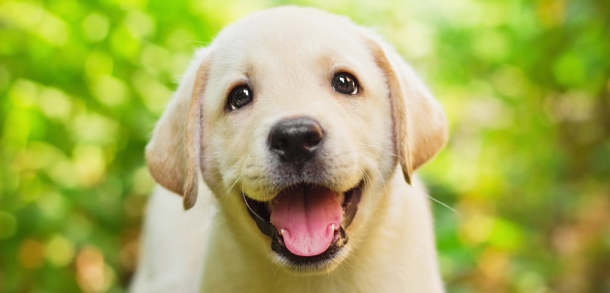  Jak często karmić szczeniaka - porady dla opiekunów na temat…