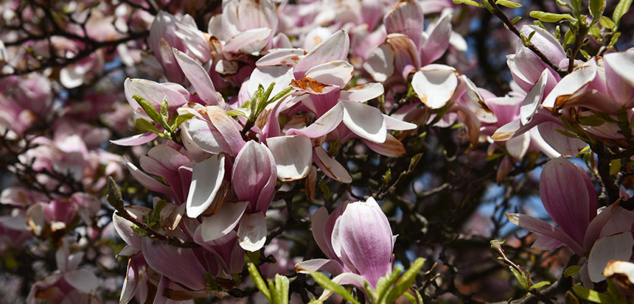 Podziwiajcie ich piękno dopóki jeszcze kwitną