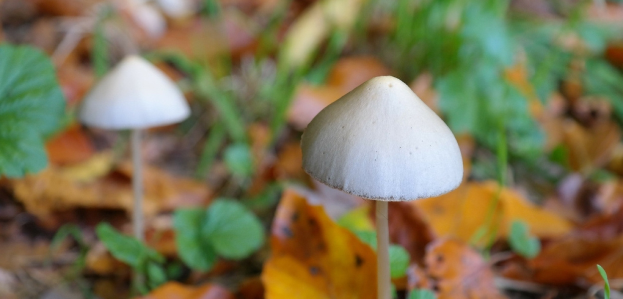  Łysiczka lancetowata — kilka słów na jej temat. Właściwości i…