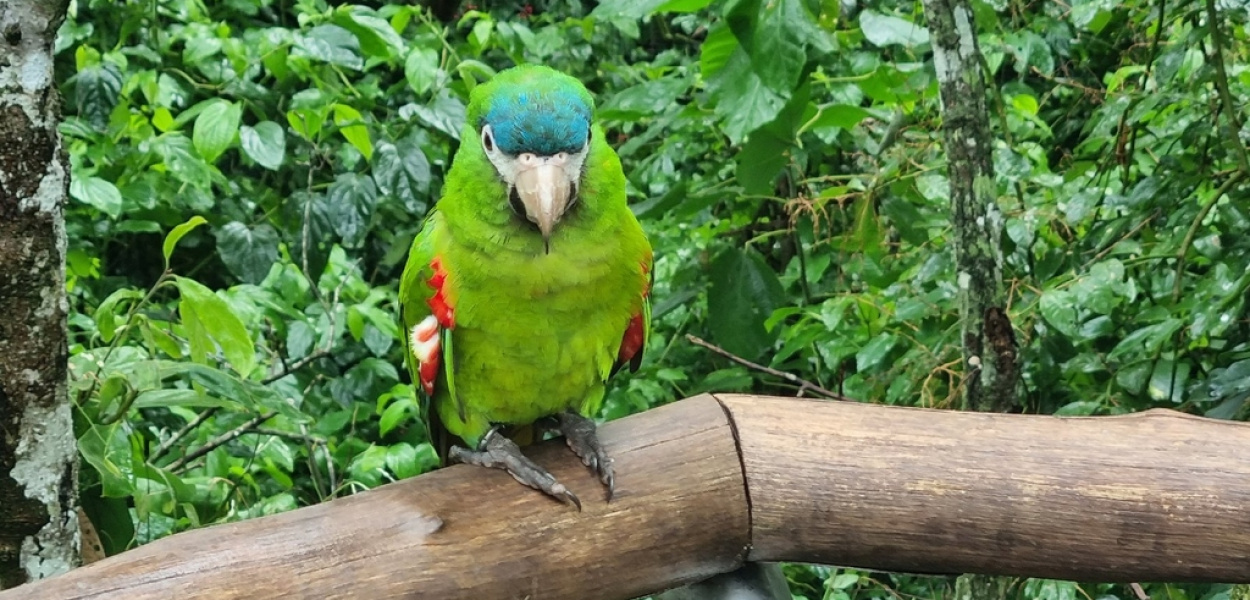 Zabawki dla papugi. Jakie wpłyną na jej rozwój i dobre samopoczucie?