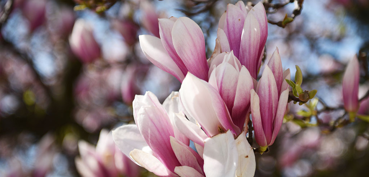 W zaczarowanym świecie kwitnących magnolii  