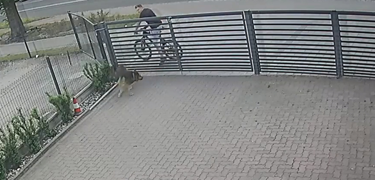  Podejrzany o otrucie psa zatrzymany dzięki współpracy policji i…