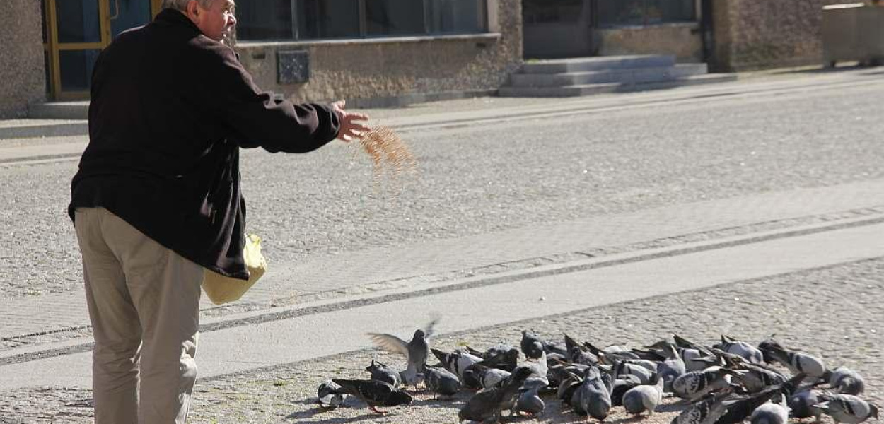 Uwaga! Nie dokarmiaj ptaków, zwłaszcza gołębi