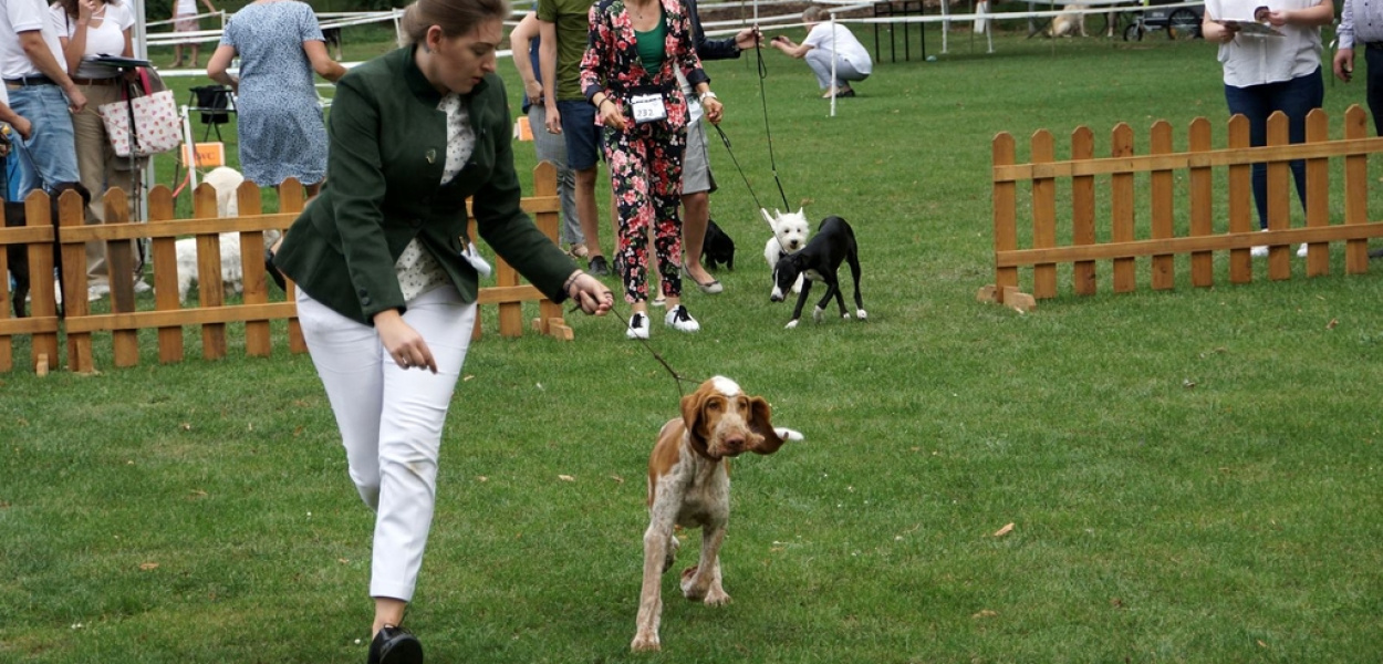 Wiemy, które psy na wystawie w Legnickim Polu były najpiękniejsze