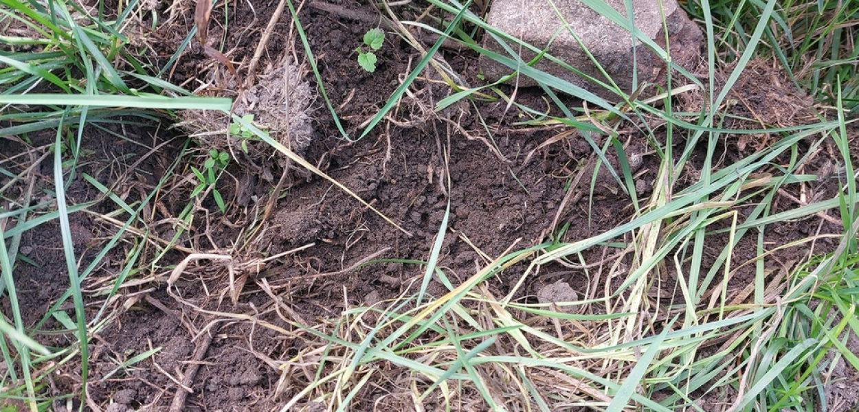 Dzień należy do nich, wieczorem i w nocy grasują dziki