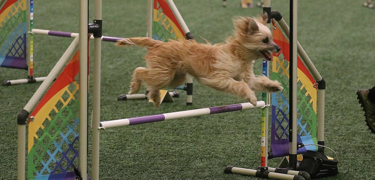 Otwarte Mistrzostwa Polski Agility 2022. Dzień pierwszy 