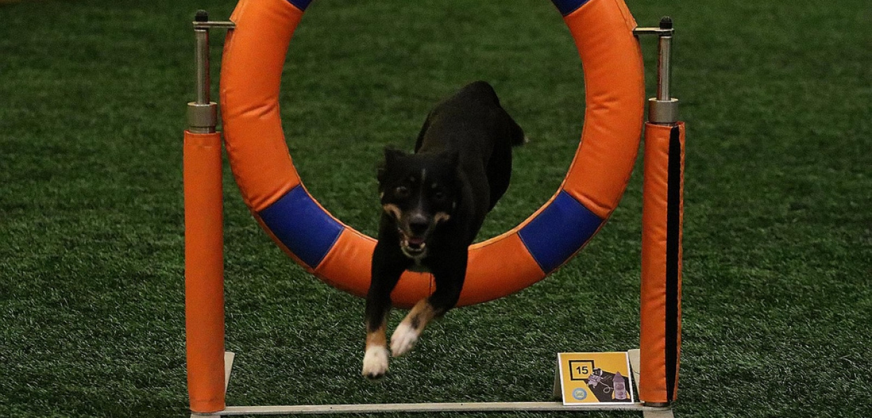 Otwarte Mistrzostwa Polski Agility 2022. Dzień drugi