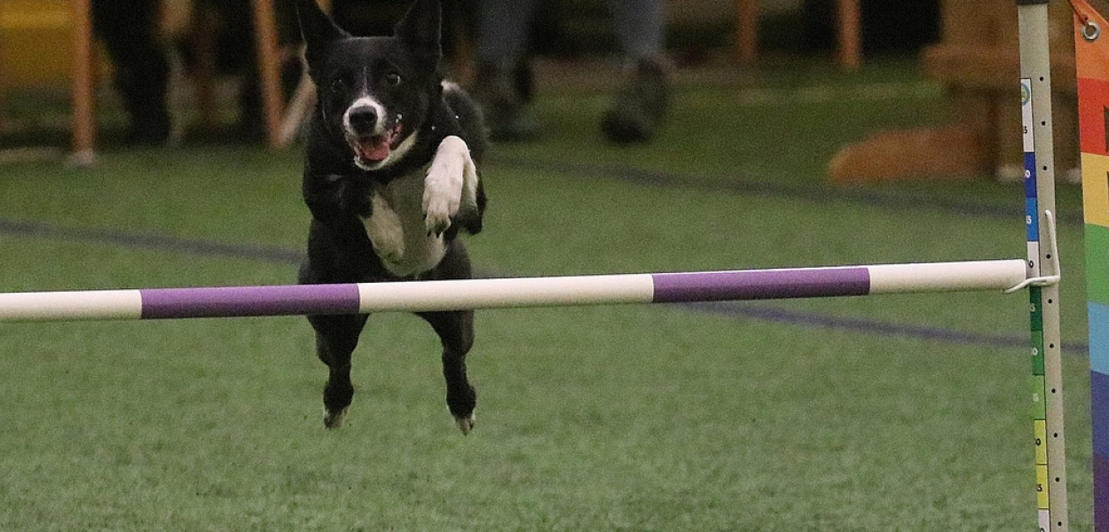 Otwarte Mistrzostwa Polski Agility 2022. Dzień trzeci