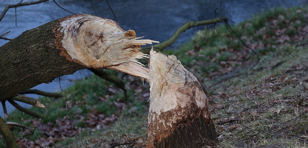 Bobry buszują na brzegach legnickich rzek i tną drzewa
