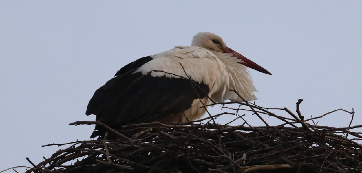 W Bieniowicach są boćki, więc mamy już wiosnę