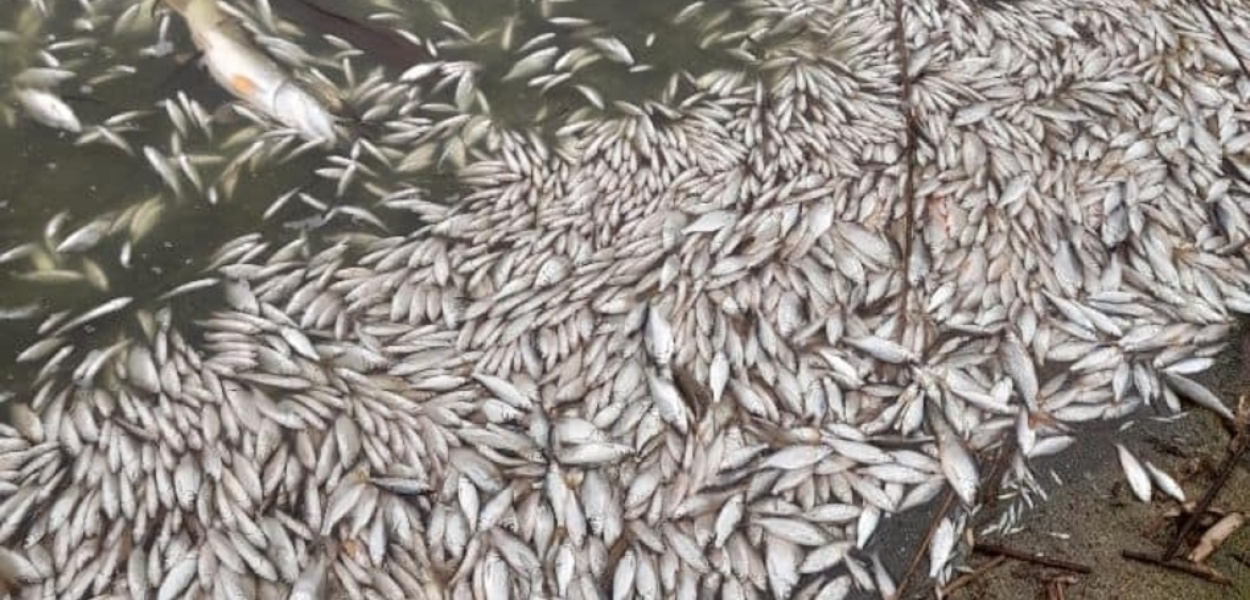 Śnięte ryby w jeziorach w Koskowicach i Jakuszowie