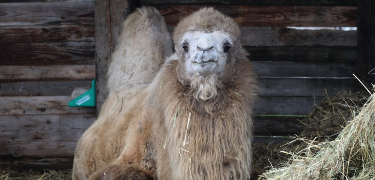 Żywa szopka, czyli Betlejem w Grzymalinie
