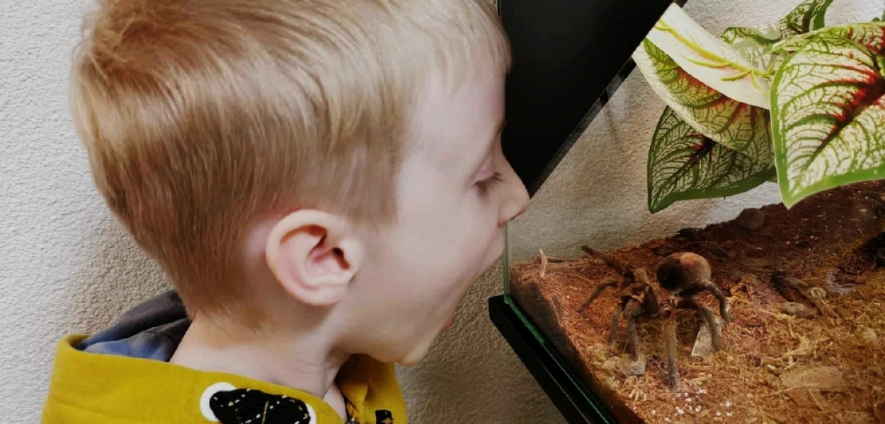  Wystawa Pająków w Domu Kultury "Atrium" – zimowa przygoda dla…