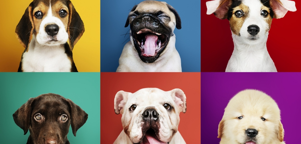 5 najpiękniejszych ras psów