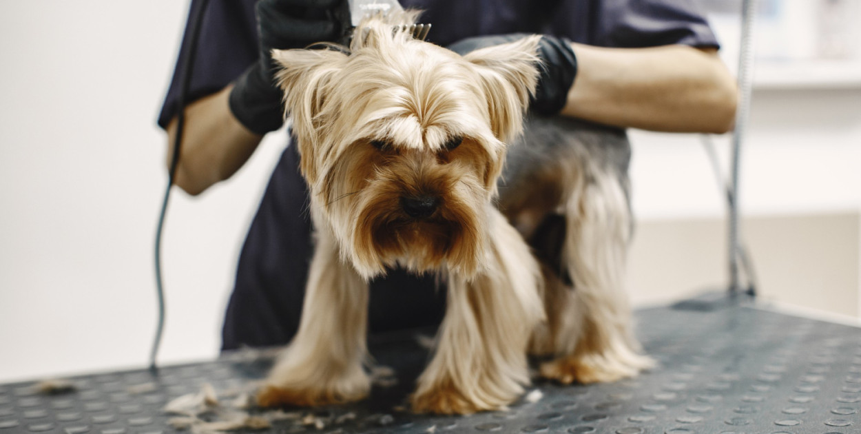 Kurs groomerski i behawiorystyczny – sposób na obniżenie kosztów utrzymania psa