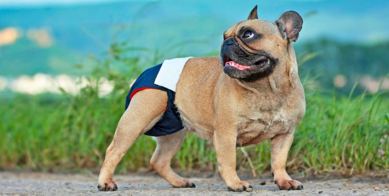 Cieczka u psa - ile trwa? Jak przebiega?