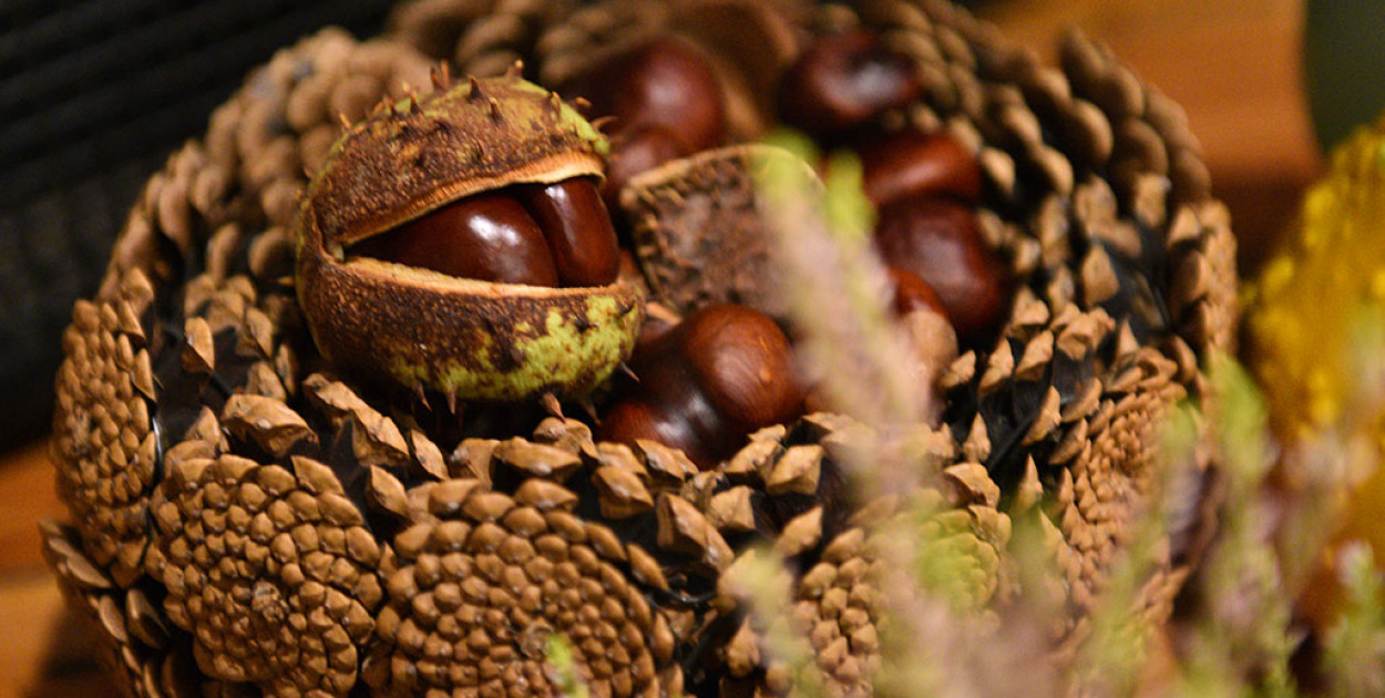 Dzień Kasztana. Odkryj jesienne skarby natury i ich niezwykłe właściwości