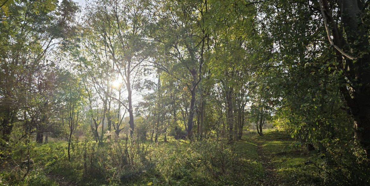 Na Piekarach „D” nie będzie parku ani stadionu, będzie deweloperka