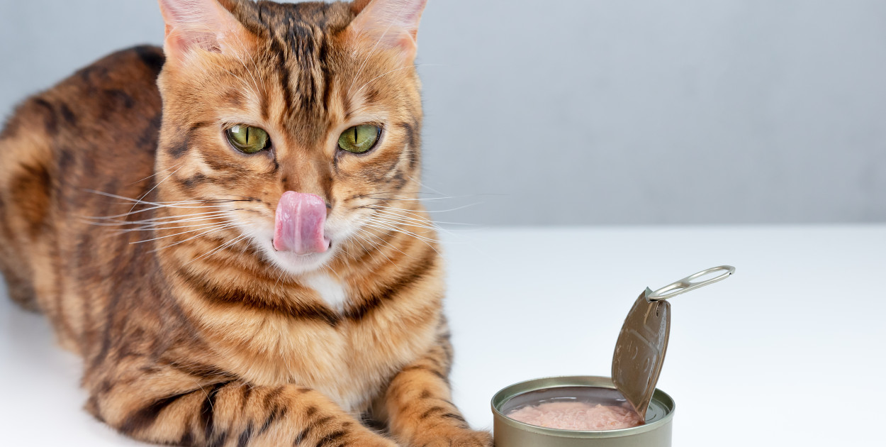 Najlepsza karma dla kota - jak wybrać mokrą karmę, którą pokocha Twój kot