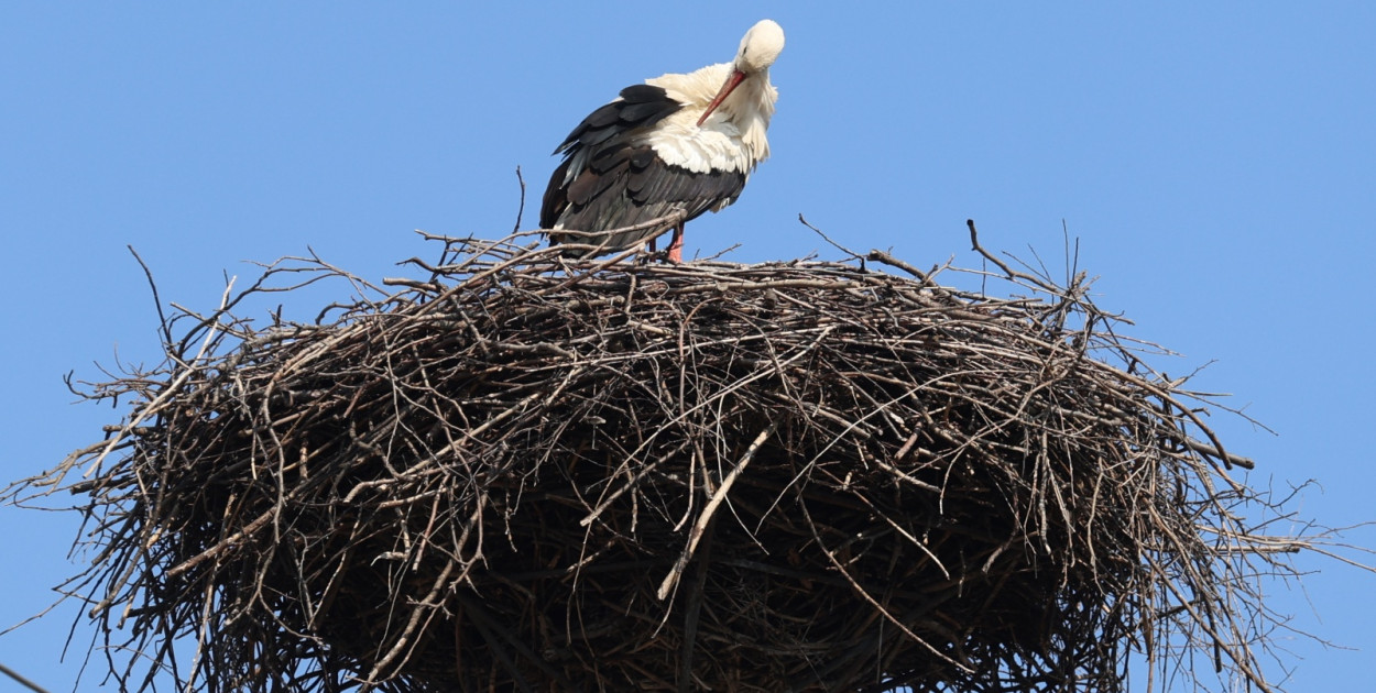Bocian w Bieniowicach (Wojciech Obremski)