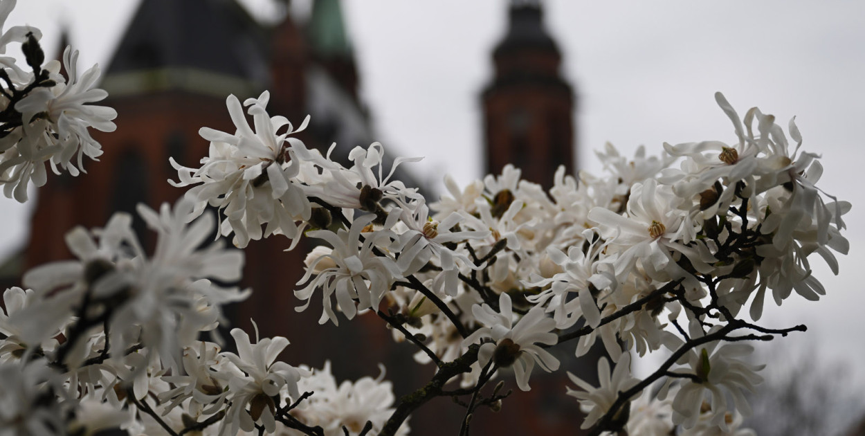 W Legnicy budzi się wiosna. Zobaczcie jej czarowny początek