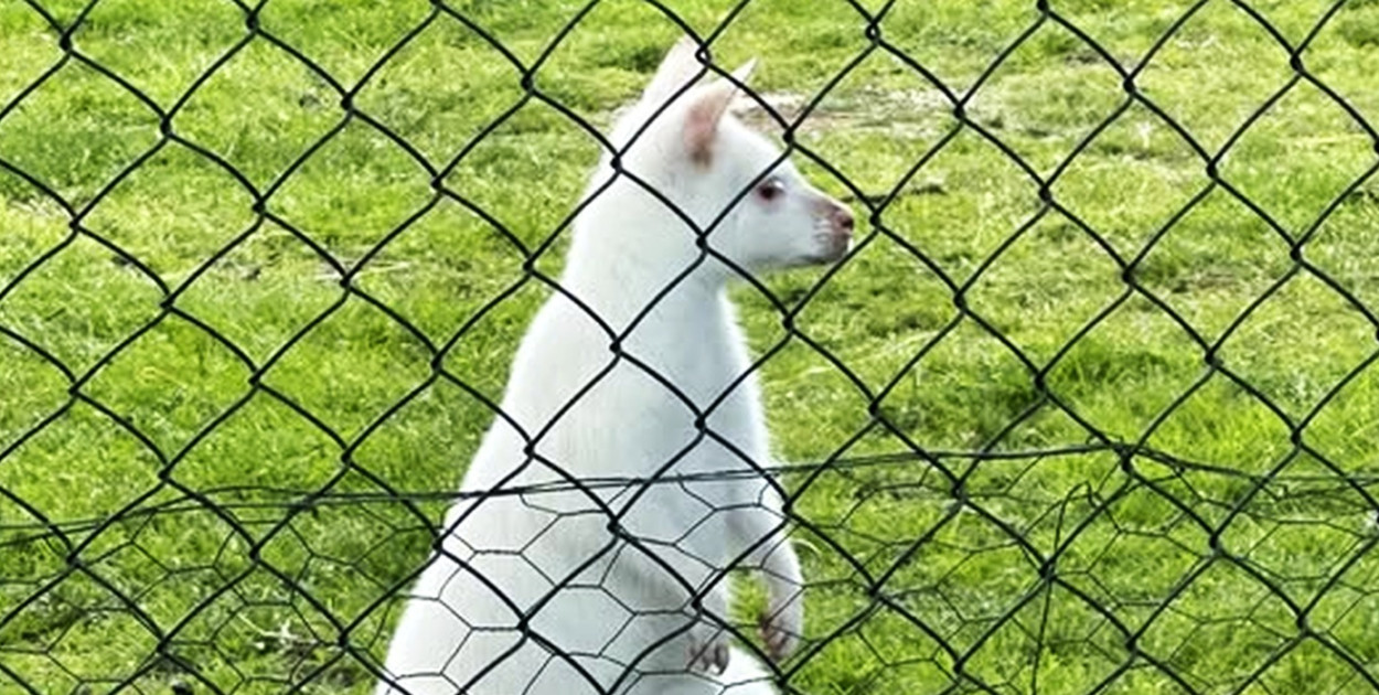 Mini Zoo w Piotrówku – atrakcja dla całej rodziny tuż pod Legnicą