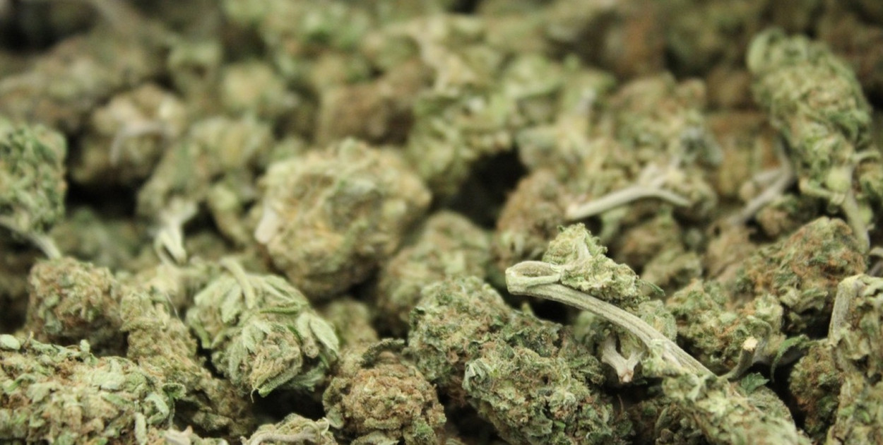 Marihuana (KMP Legnica)