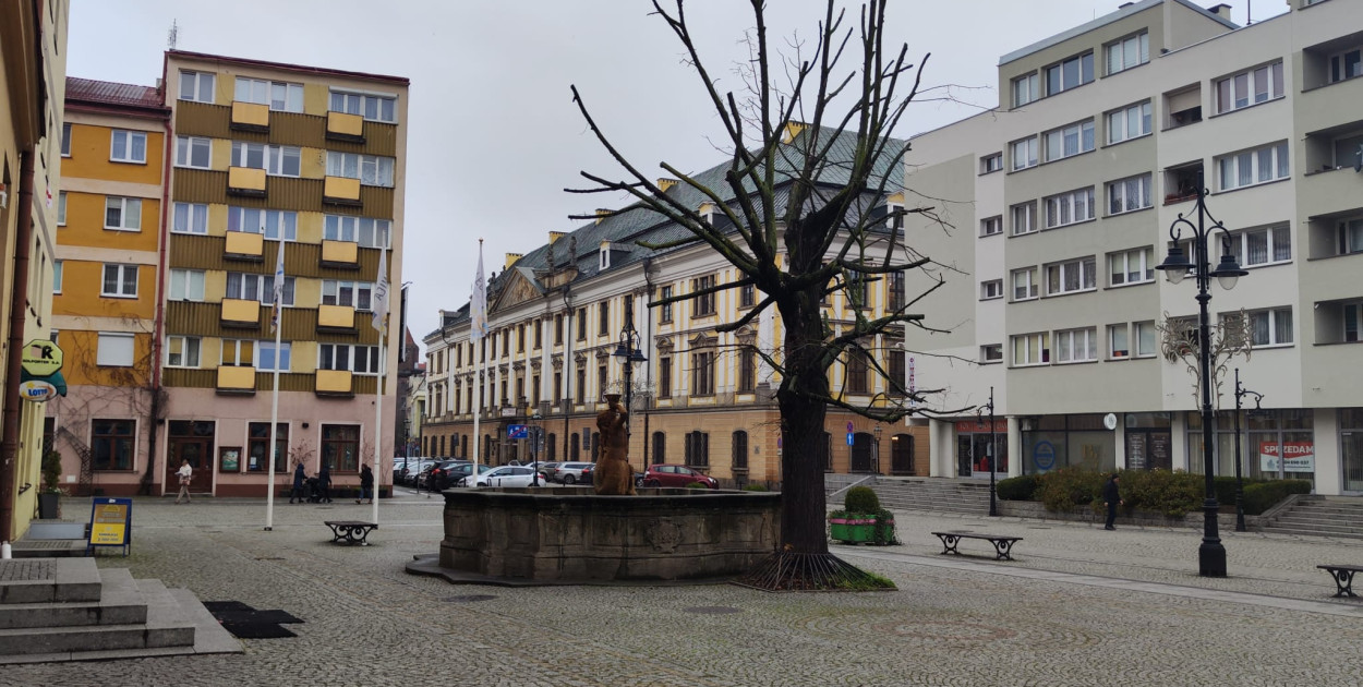 Chore drzewa w Rynku zostaną wycięte (Wojciech Obremski lca.pl)