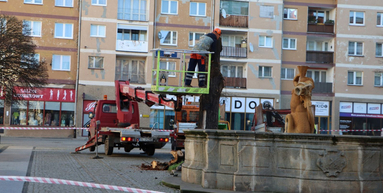 Usunięto uschnięte lipy w centrum (źródło: Fb Miasto Legnica)