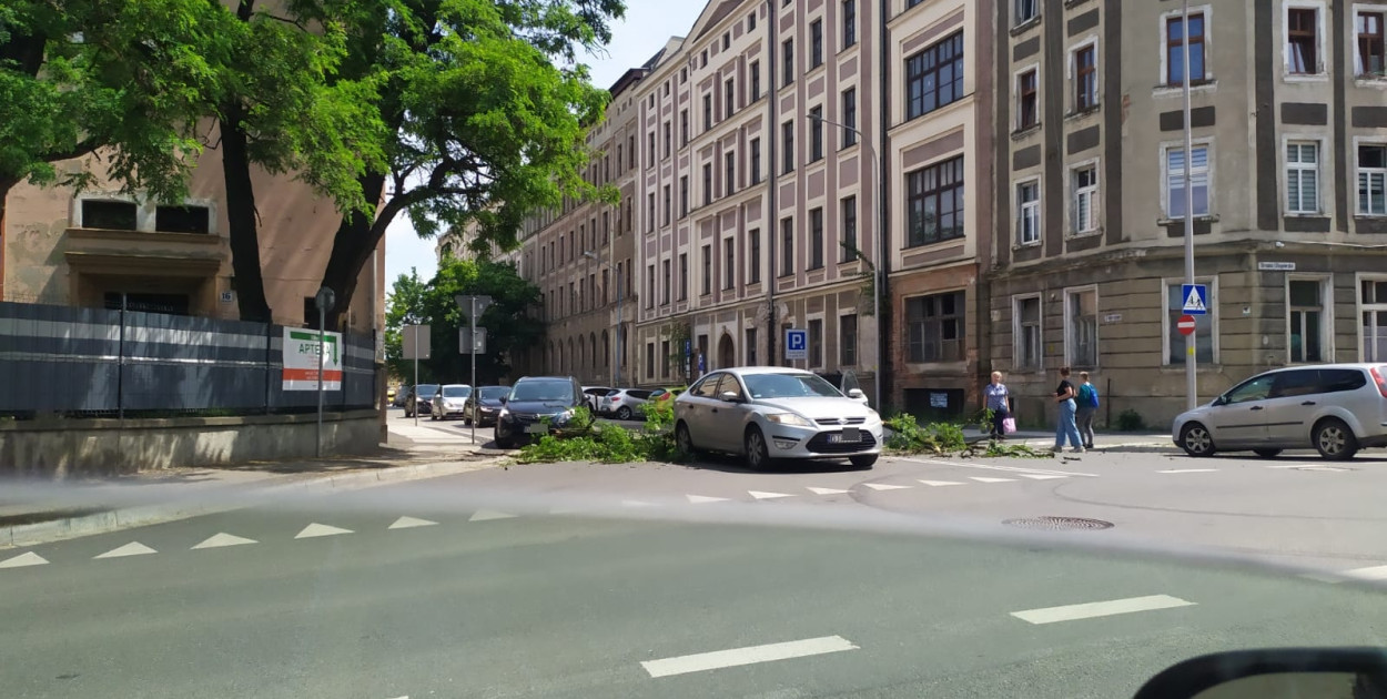 Gałąź runęła na przejście dla pieszych (lca24)