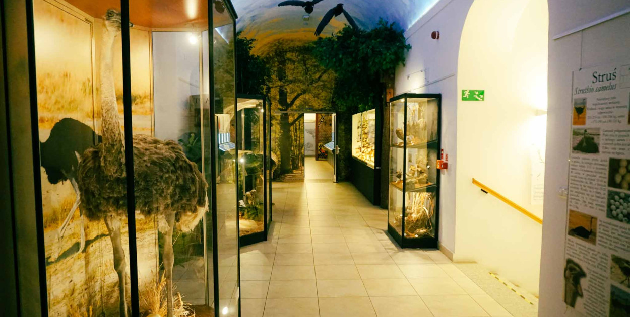 Muzeum Przyrodnicze w Jeleniej Górze