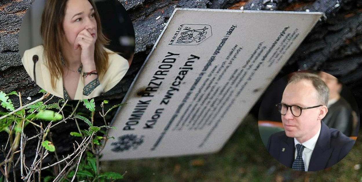 Radna chce lepszego oznakowania pomników przyrody (lca.pl)