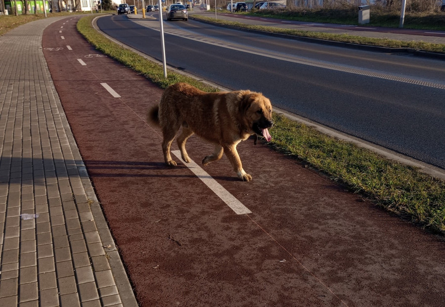 Dwa duże psy siały grozę w Legnicy (źródło: Fb.)