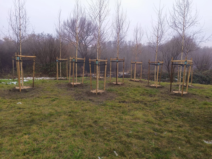 Nowe nasadzenia kompensacyjne w Legnicy (Mat. prasowy)