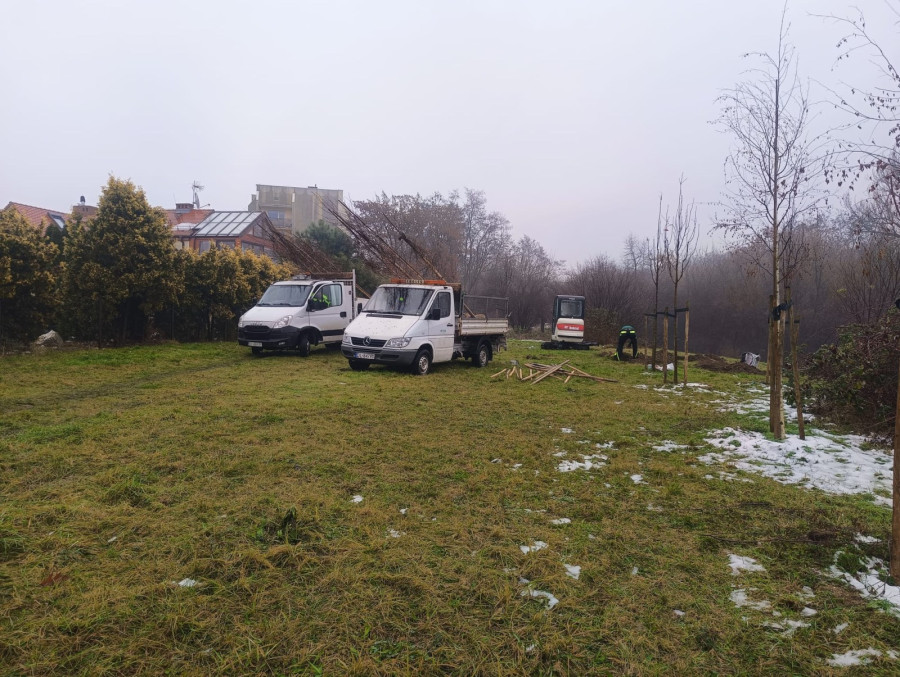 Nowe nasadzenia kompensacyjne w Legnicy (Mat. prasowy)