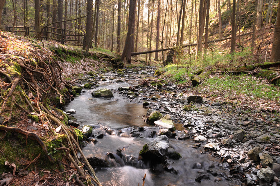 Wąwóz Myśliborski (Piotr Florek lca.pl)