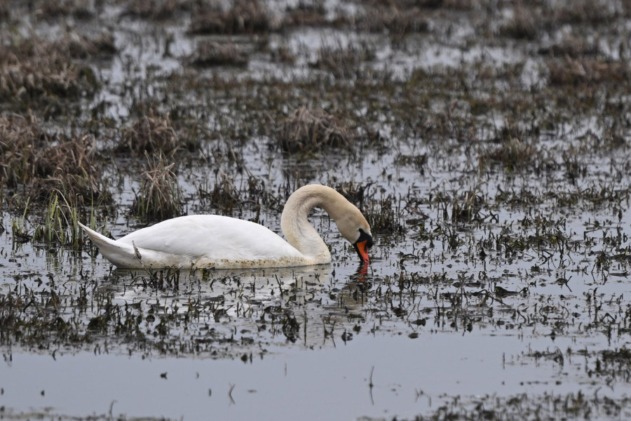 „Rzeź wraca?”. Tama znów jest niszczona (Piotr Florek lca.pl)