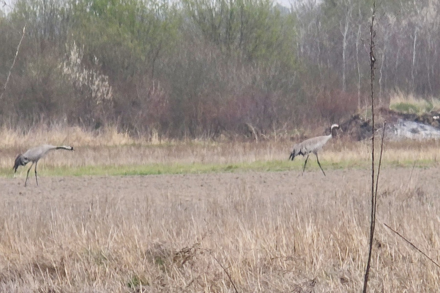 „Rzeź wraca?”. Tama znów jest niszczona (Piotr Florek lca.pl)