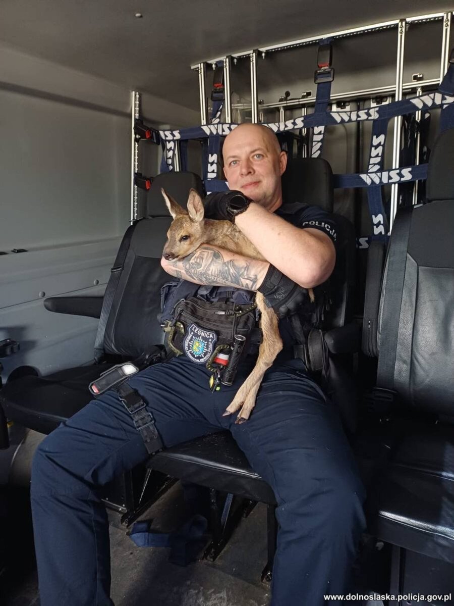 Niecodzienny pasażer radiowozu (źródło: Policja Dolnośląska)