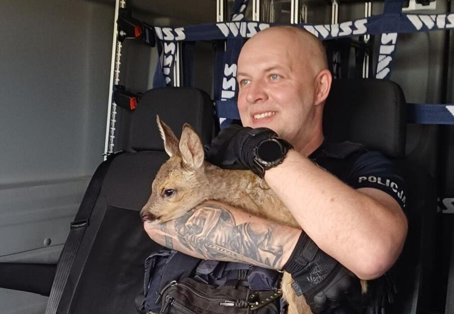 Niecodzienny pasażer radiowozu (źródło: Policja Dolnośląska)