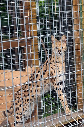 Mini Zoo Piotrówek – atrakcja dla całej rodziny-22242
