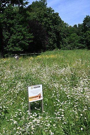 Park Miejski powitał lato-22352