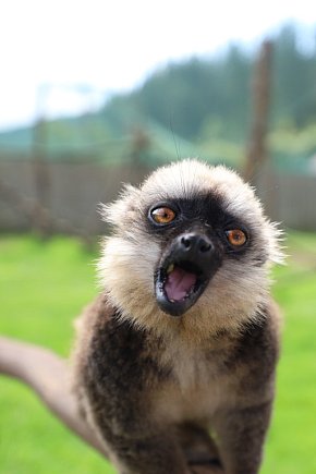 ZOO Łączna – niezwykły świat zwierząt w obiektywie-22538
