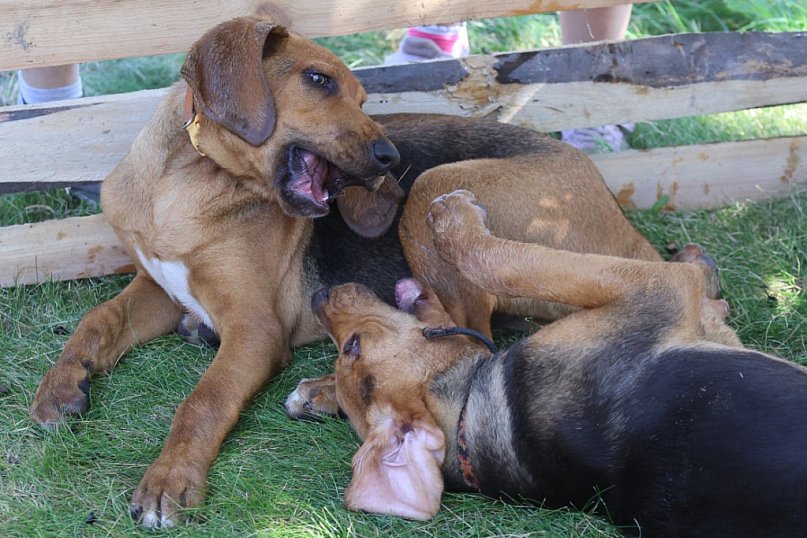 XV Krajowa Wystawa Psów Myśliwskich w Dobrzejowie