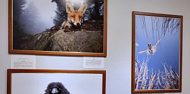 Świat dzikiej przyrody na fotografiach. Niezwykła wystawa w Muzeum Miedzi-104026