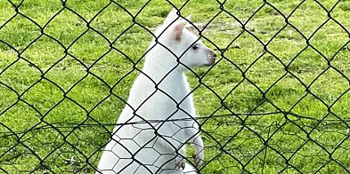 Mini Zoo w Piotrówku – atrakcja dla całej rodziny-108293