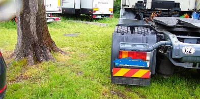Radna pyta o ochronę drzew w parku podczas miejskich imprez-110046
